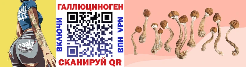Купить где  Крым  Галлюциногенные грибы Psilocybine cubensis 